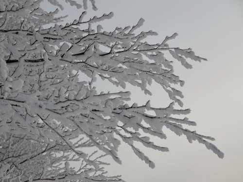 Foto Dantelarii hibernale (c) Lucian Petru Goja